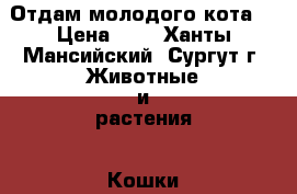 Отдам молодого кота  › Цена ­ 1 - Ханты-Мансийский, Сургут г. Животные и растения » Кошки   . Ханты-Мансийский,Сургут г.